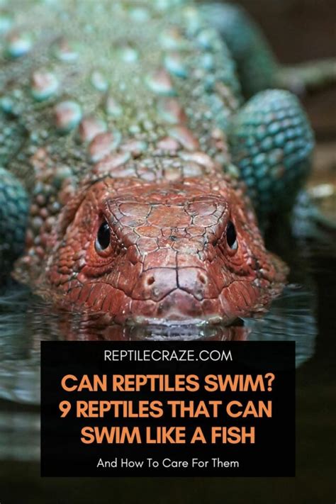 3 Reasons Why Your Snake Is Puffing And Puffing Reptile Craze