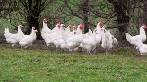 Gastronomie La D Couverte Des Levages De Poulets De Bresse