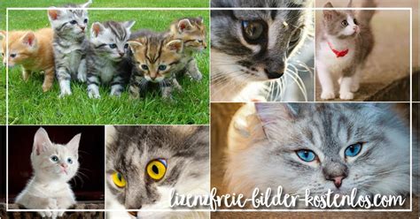 bilder  kaufen lizenzfreie fotos gunstig kaufen