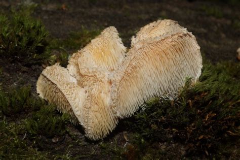 Tiered Tooth Fungus In August 2022 By Stepdi INaturalist