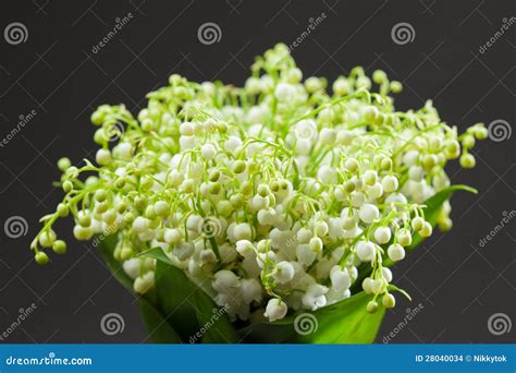 Lily of the Valley bouquet stock photo. Image of bloom - 28040034