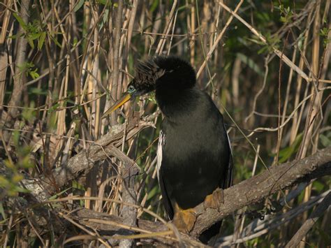 Birds from the Everglades (mostly)