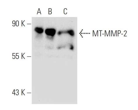 Mt Mmp Antibody Yz Scbt Santa Cruz Biotechnology