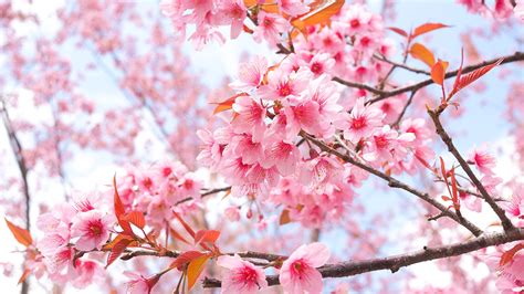 Immagini Fiore Di Ciliegio Fiori Rami Alberi In Fiore X