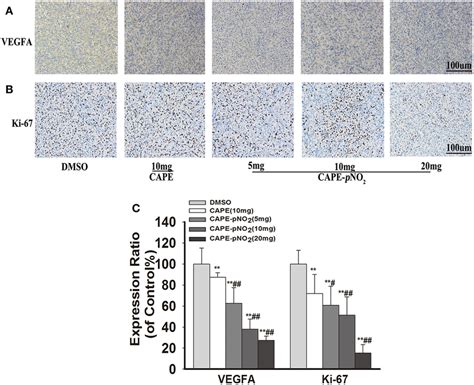 Cape Pno2 Reduced The Protein Expression Levels Of Vefga And Ki 67 In