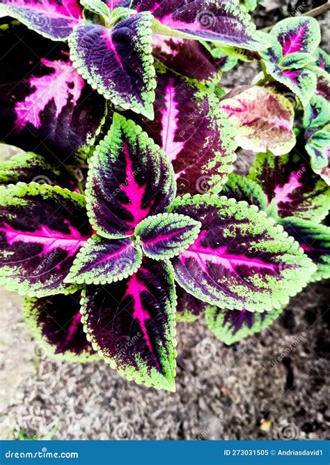 Hojas Rojas Y Verdes De La Planta Del Coleus Plectranthus