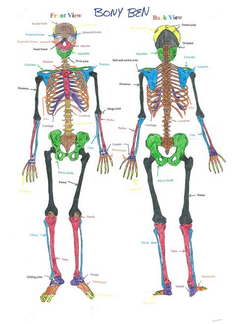 Learn The Skeletal System