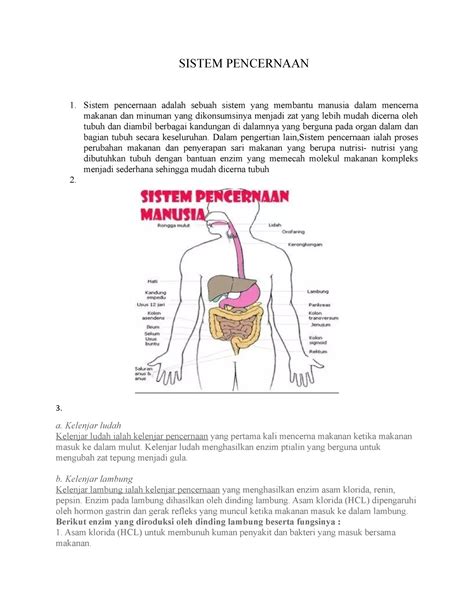 Sistem Pencernaan Sistem Pencernaan Sistem Pencernaan Adalah Sebuah