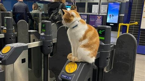 Stevenage Railway Cat Nala Breaks Down Barriers At Rush Hour Bbc News