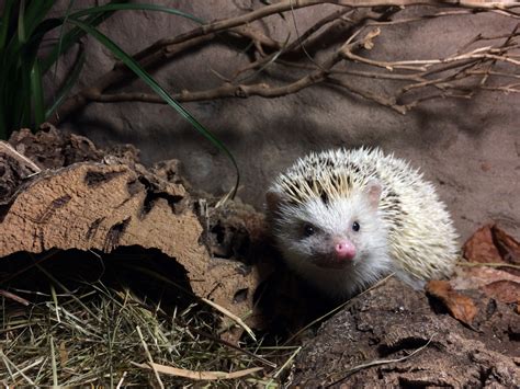 Pygmy Hedgehog Cage