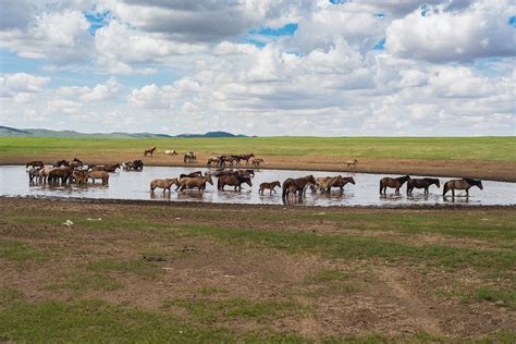 Mongolian Wild Horses on Behance