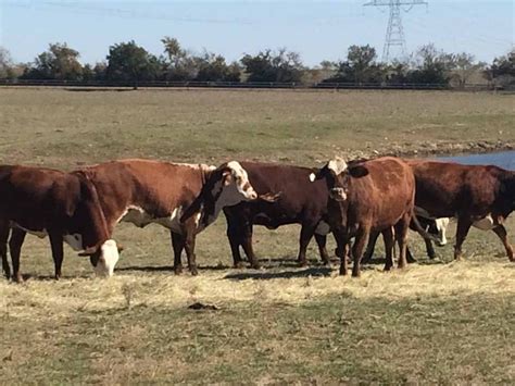 29 F1 Braford Heifers Texas