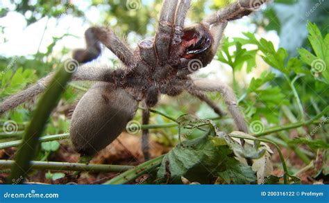 Tarantula Spider Tarantula Close Up Female Of Spider Tarantula In The