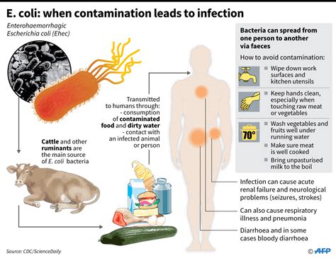 Bacterial Infections The Second Leading Cause Of Death Worldwide