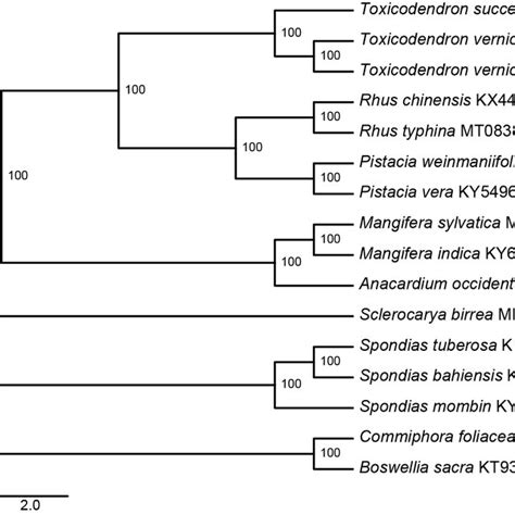 The Maximum Likelihood Ml Phylogenetic Tree Reconstructed Based On Cp