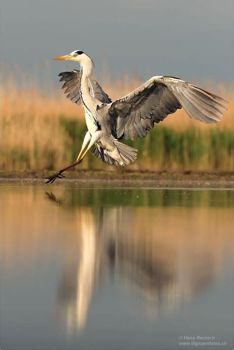 Pin By Carolyn Malin On Low Country Living Grey Heron Pet Birds Heron