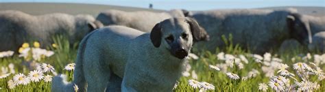 Anatolian Shepherd Domestic Dog New Species 117 At Planet Zoo