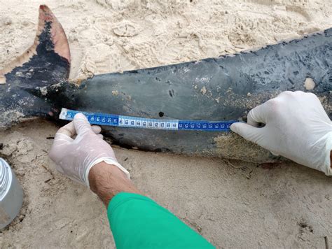 Boto cinza é encontrado encalhado e morto na Praia do Francês Alagoas