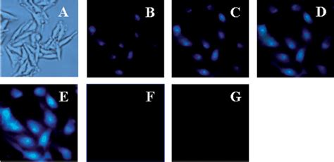 A Phase Contrast Image Of A Cells B Fl Uorescence Image Of A