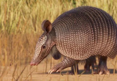 Armadillo De Nueve Bandas Planet Zoo Wiki Fandom