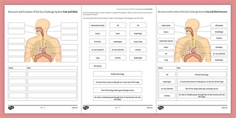 Structure And Function Of The Gas Exchange System Cut And Stick