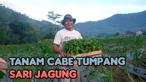 Tanam Cabe Rawit Musim Hujan Tumpang Sari Jagung YouTube