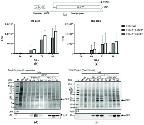 Egfp Expression Analysis From Recombinant Baculoviruses Containing A