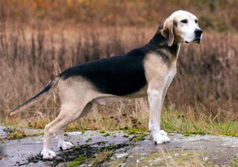 Cuánto cuesta mantener un perro Sabueso de Dunker en España Blog de