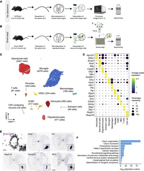 单细胞技术揭示小鼠脊髓损伤过程中的室管膜细胞变化 知乎