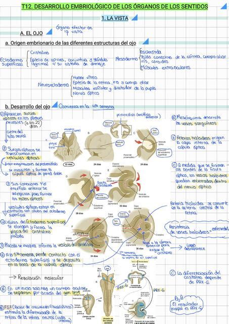 Embriolog A De Los Rganos De Los Sentidos Briggitte Yamil Suarez