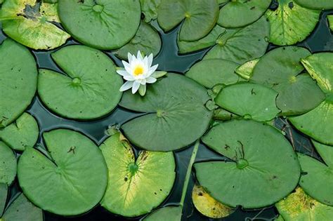 Lily Pad Moment Lily Pads Water Lilies Nature Photography