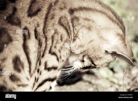 Bengal Cat Profile Stock Photo Alamy