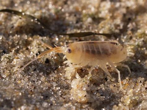 Sand Flea Facts | How to Identify Sand Fleas | Orkin