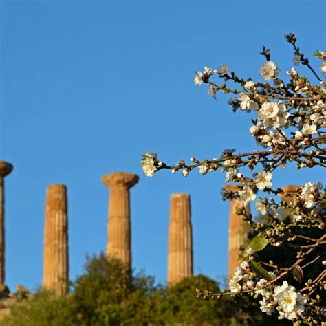 La Festa Dei Mandorli Di Agrigento Mandorlo In Fiore