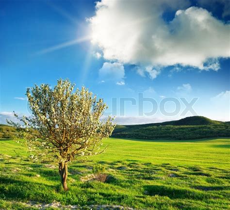 Baum Frühling Stock Bild Colourbox