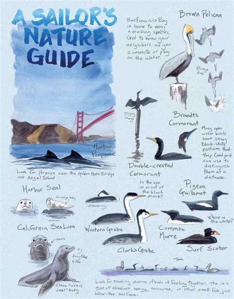 Naturalist's Notebook: A Guide to the Wildlife of San Francisco Bay