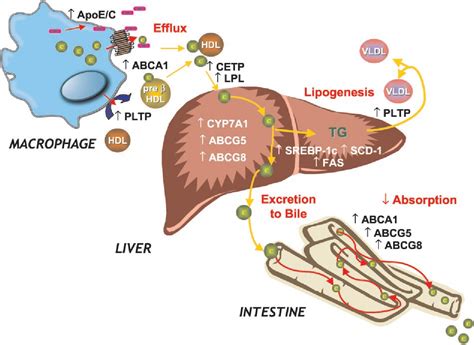 Figure From Liver X Receptor Signaling Pathways In Cardiovascular