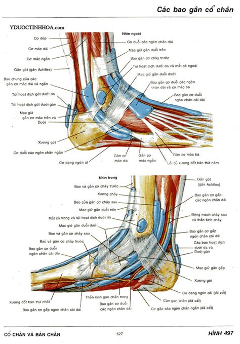 Giải Phẫu Vùng Bàn Chân