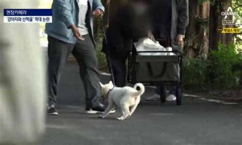 2만원 내면 새끼강아지 산책 안성시 풍산개 산책 체험 동물학대 논란