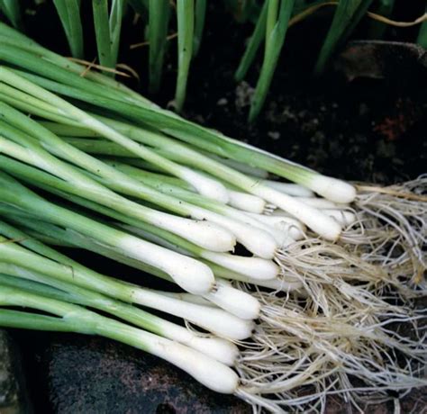 Bunching Onion Seeds Buy Evergreen Shallot Seeds Online