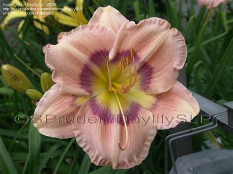 Plantfiles Pictures Daylily Priscillas Rainbow Hemerocallis By