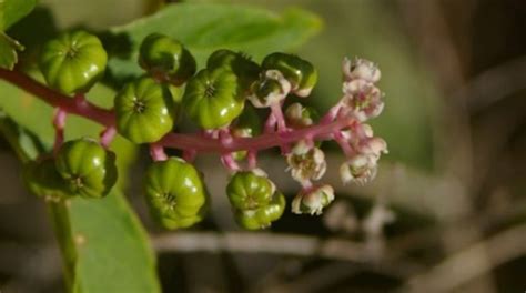 Mrec Uf Ifas University Of Florida Institute Of Food And