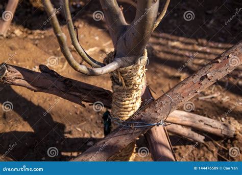 plant  spring   soil stock image image  earth flora