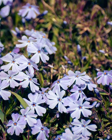 Close Up Of Purple Moss Phlox Flowers In Spring Stock Photo Image Of