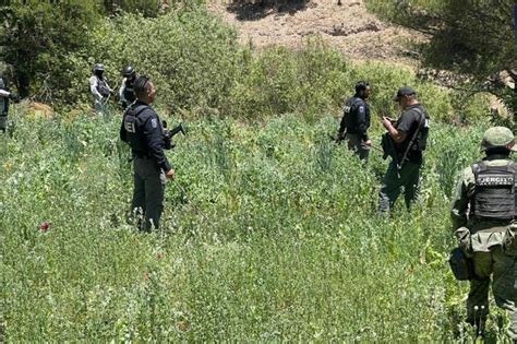 Destruyen 3 Mil 600 Plantas De Amapola En Guachochi