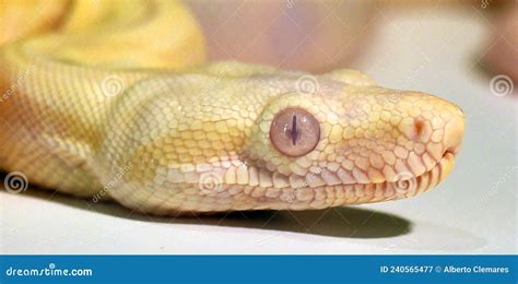 A Beautiful Boa Constrictor Snake Stock Image - Image of nature, python ...