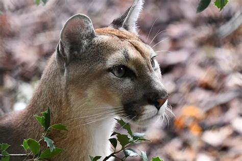 12 Fascinating Wild Animals in Argentina