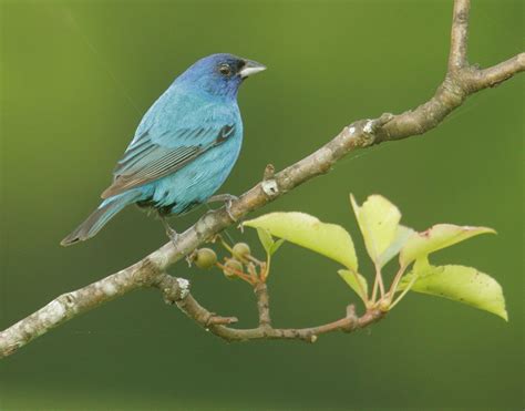 Juvenile Indigo Bunting