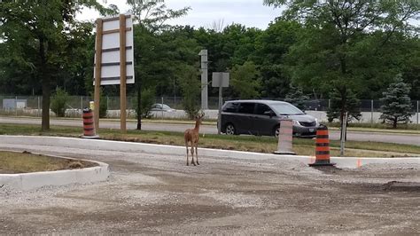 Deer Crossing? : r/mississauga