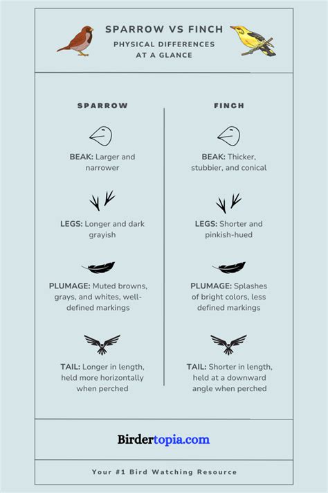 Sparrow Vs Finch Easiest Ways To Tell Them Apart